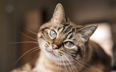 How Add-Ons Customize Cat Insurance to Fit Your Needs