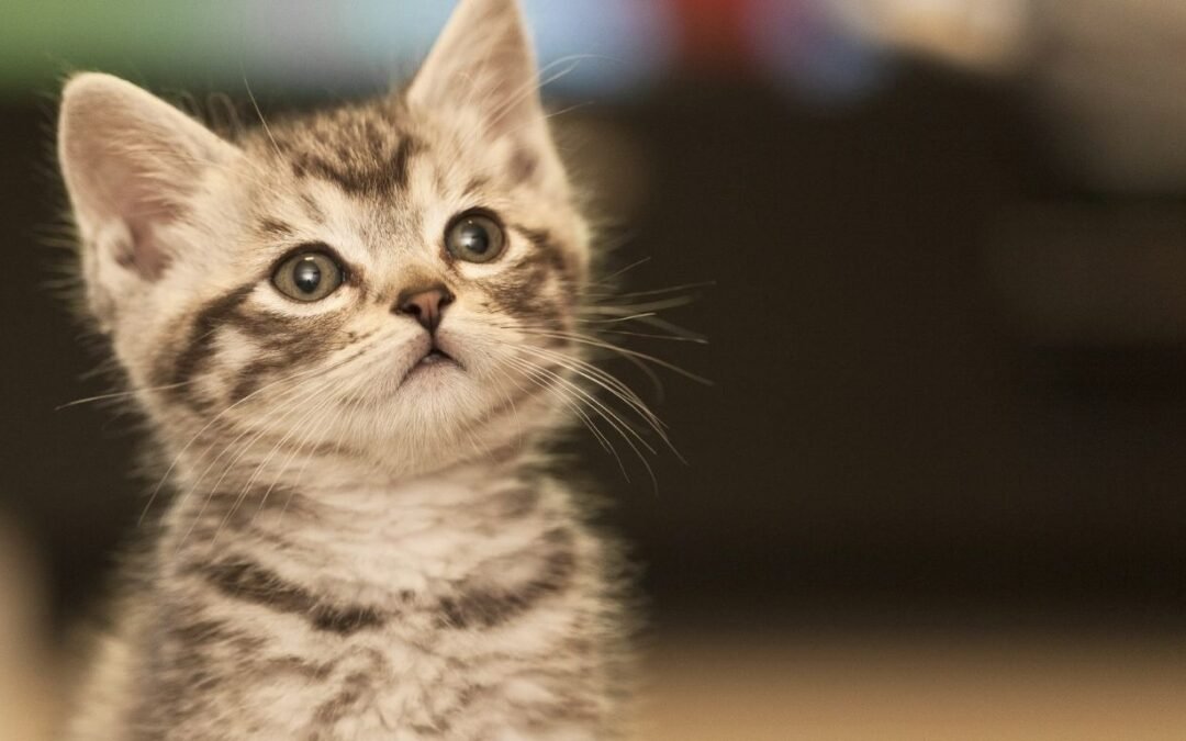 Figo Pet Insurance Review