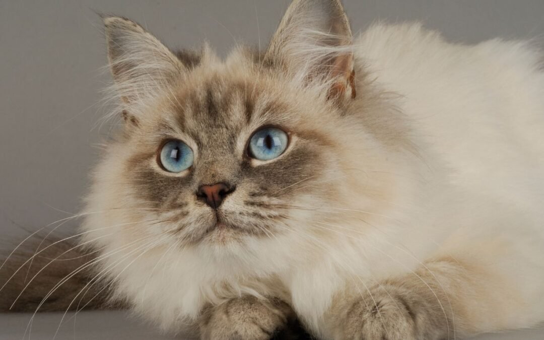Pets Best Pet Insurance Review