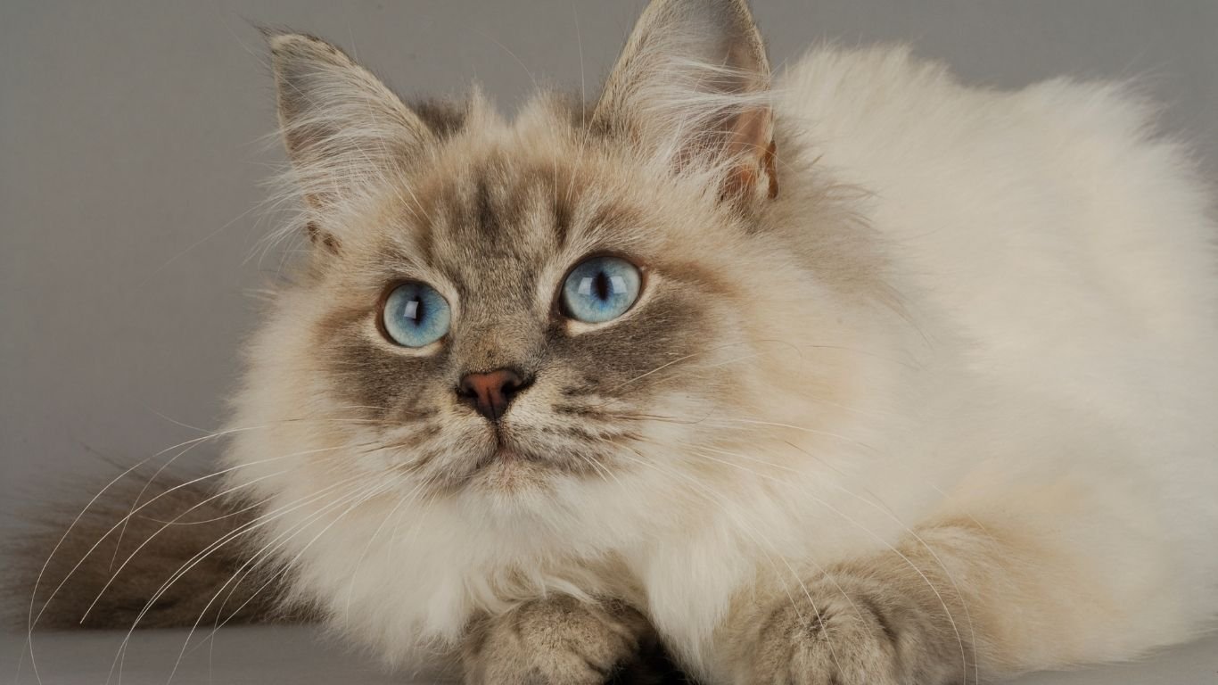 Pets Best Pet Insurance Review