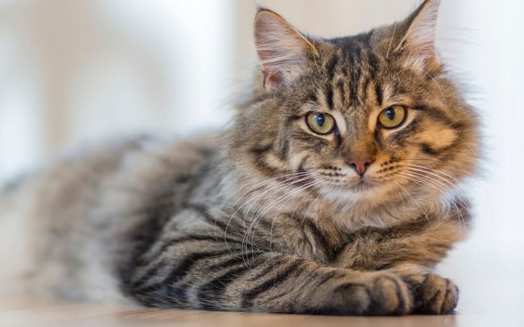 Pumpkin Pet Insurance Review