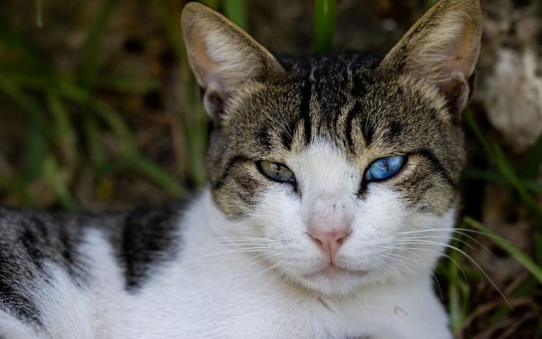 Spot Pet Insurance Review