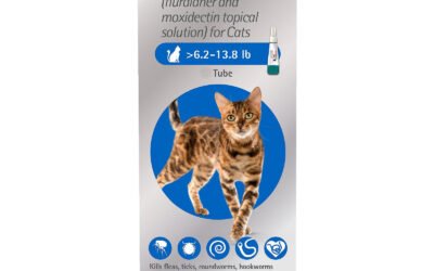 Bravecto Plus for Medium Cats: A Vet-Informed Review of This 2-Month Topical Protection