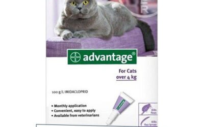 Advantage Flea Control for Large Cats: An Informed Product Review