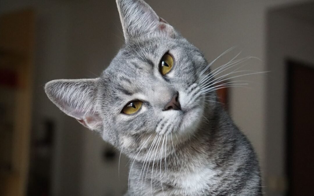 2026 Five (5) Best Pet Insurance Companies for Cats